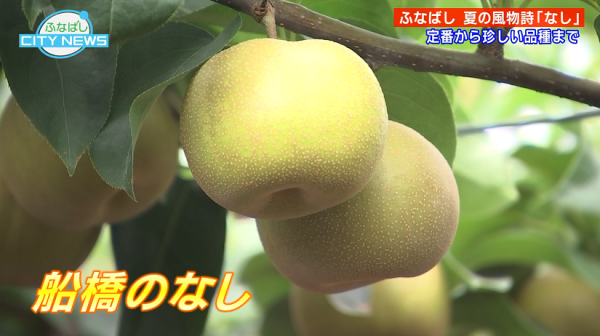  ■25/08/15 ふなばしCITY NEWS*25/08/15 