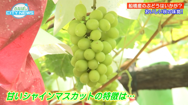  ■25/09/15 ふなばしCITY NEWS*25/09/15 