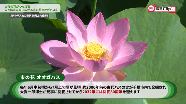  ■25/05/21-24千葉市広報番組 ちば情報Clip *25/05/21 