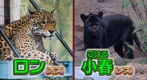  てんのうじどうぶつえんのZOOっとテレビ 