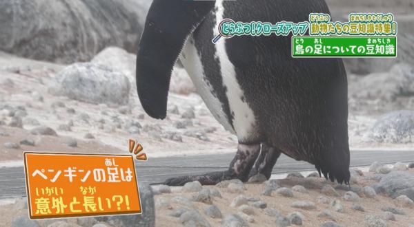  てんのうじどうぶつえんのZOOっとテレビ 