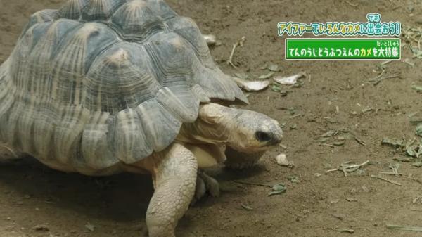  てんのうじどうぶつえんのZOOっとテレビ 