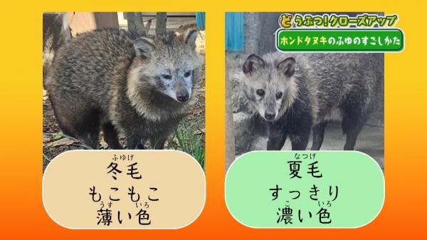  てんのうじどうぶつえんのZOOっとテレビ 