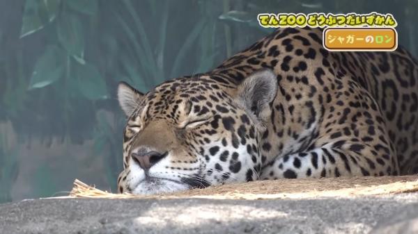  てんのうじどうぶつえんのZOOっとテレビ 