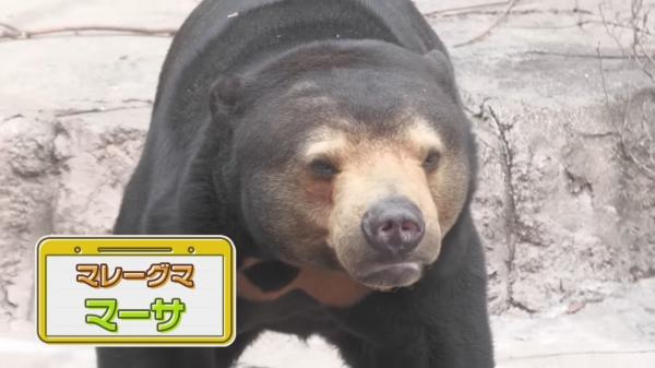  てんのうじどうぶつえんのZOOっとテレビ 