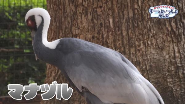  おうじどうぶつえんとずーっといっしょテレビ　▽どんな動物に出会えるかな♪ 