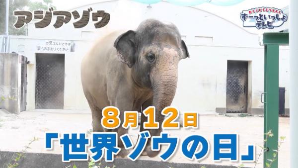  おうじどうぶつえんとずーっといっしょテレビ　▽どんな動物に出会えるかな♪ 