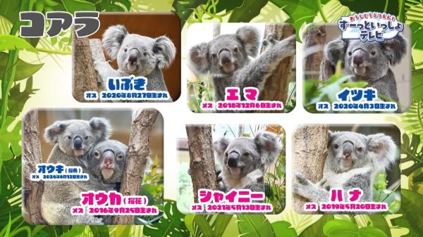  おうじどうぶつえんとずーっといっしょテレビ　▽どんな動物に出会えるかな♪ 