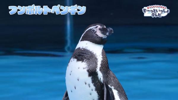  おうじどうぶつえんとずーっといっしょテレビ　▽どんな動物に出会えるかな♪ 