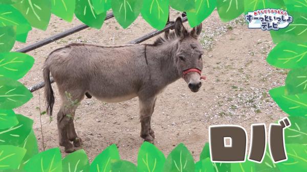 おうじどうぶつえんとずーっといっしょテレビ ▽どんな動物に出会えるかな♪