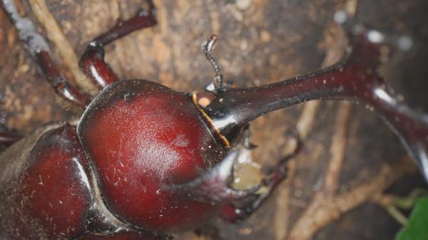 壮観劇場 ▽#49 「虫の眼で見る昆虫の世界」